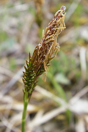 Carex caryophyllea \ Frhlings-Segge, D Karlstadt 1.5.2010