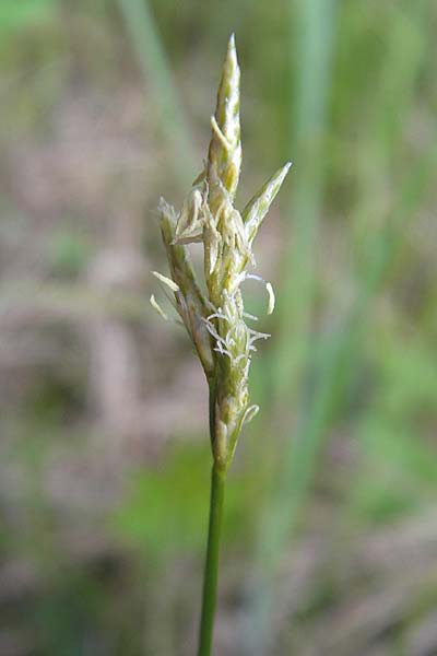 Carex brizoides \ Zittergras-Segge / Quaking Grass Sedge, D Krumbach 8.5.2010