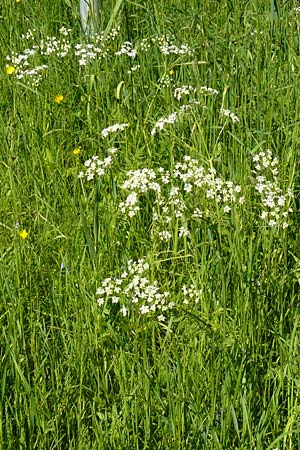 Anthriscus nitida \ Glanz-Kerbel / Glossy-Leaved Parsley, D Warburg 31.5.2014