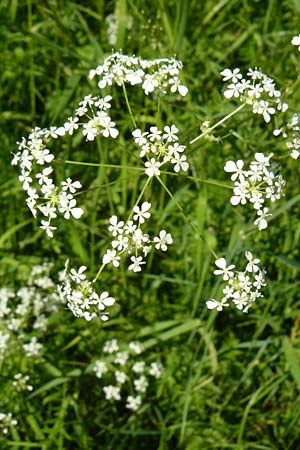 Anthriscus nitida \ Glanz-Kerbel / Glossy-Leaved Parsley, D Warburg 31.5.2014