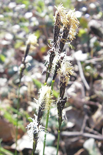 Carex montana \ Berg-Segge / Mountain Sedge, Soft-Leaved Sedge, D Ingelheim 2.4.2011