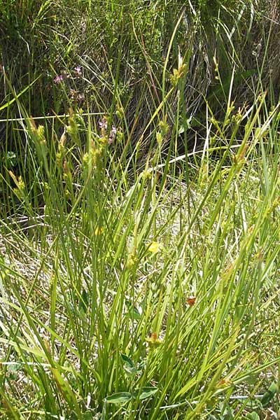Carex pallescens / Pale Sedge, D Sötern 21.5.2011