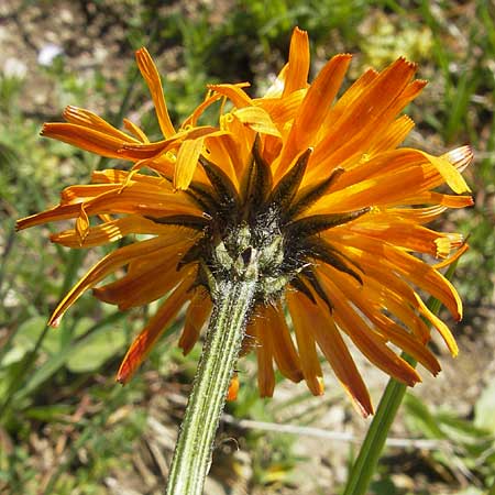 Crepis aurea \ Gold-Pippau, D Oberstdorf 22.6.2011