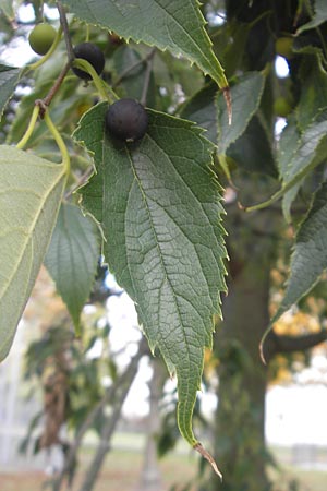 Celtis australis \ Europischer Zrgelbaum, Sdlicher Zrgelbaum / European Nettle Tree, D Karlsruhe 29.10.2011