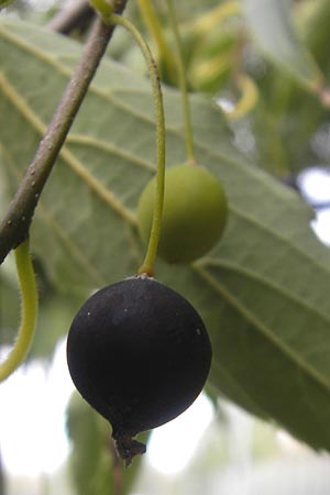 Celtis australis / European Nettle Tree, D Karlsruhe 29.10.2011