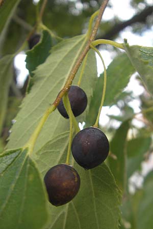 Celtis australis / European Nettle Tree, D Karlsruhe 29.10.2011