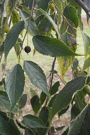 Celtis australis / European Nettle Tree, D Karlsruhe 29.10.2011