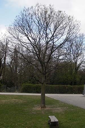 Celtis australis \ Europischer Zrgelbaum, Sdlicher Zrgelbaum / European Nettle Tree, D Karlsruhe 31.3.2012