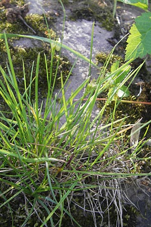 Carex remota \ Winkel-Segge / Remote Sedge, D Altrip 1.5.2012