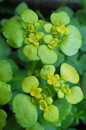 Chrysosplenium alternifolium / Alternate-Leaved Golden-Saxifrage, D Donnersberg 3.5.2012