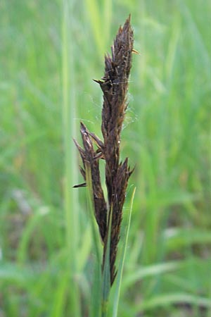 Carex acutiformis \ Sumpf-Segge / Lesser Pond Sedge, D Ketsch 22.5.2012