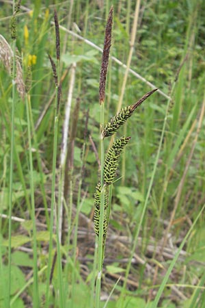Carex acuta \ Schlank-Segge, Spitz-Segge / Acute Sedge, Slender Tufted Sedge, D Mannheim 23.5.2012