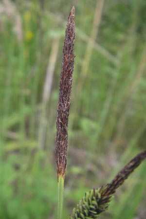 Carex acuta \ Schlank-Segge, Spitz-Segge / Acute Sedge, Slender Tufted Sedge, D Mannheim 23.5.2012