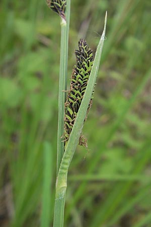 Carex acuta \ Schlank-Segge, Spitz-Segge / Acute Sedge, Slender Tufted Sedge, D Mannheim 23.5.2012