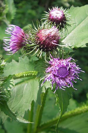 Carduus personata / Great Marsh Thistle, D Neuburg an der Donau 7.6.2012