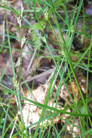 Carex remota \ Winkel-Segge, D Schwarzwald, Reichental 7.7.2012