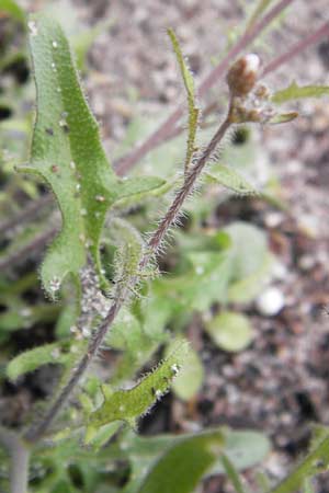 Arabidopsis arenosa \ Sand- / Sand Rock-Cress, D Mannheim 1.5.2013