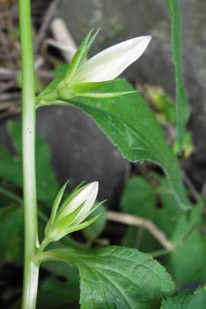 Campanula latifolia / Giant Bellflower, D Rhön, Tann-Günthers 6.7.2013