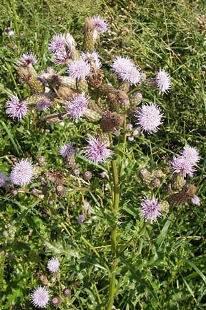 Cirsium arvense \ Acker-Kratzdistel, D Rhön, Tann-Günthers 27.7.2013