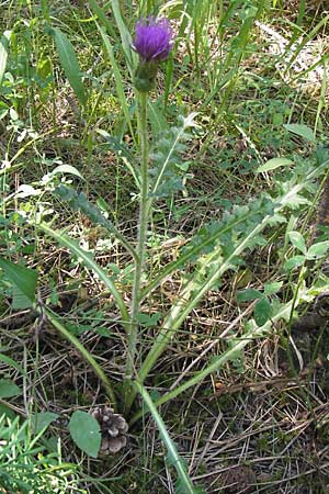 Cirsium acaule \ Stngellose Kratzdistel / Stemless Thistle, Dwarf Thistle, D Thüringen, Drei Gleichen 6.8.2013