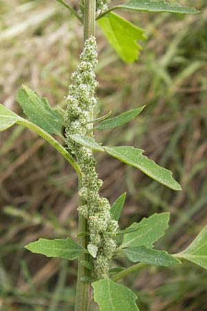 Chenopodium album subsp. borbasii \ Dreilappiger Weier Gnsefu, Borbas' Weier Gnsefu / Borbas' Fat Hen, D Mannheim 29.9.2013