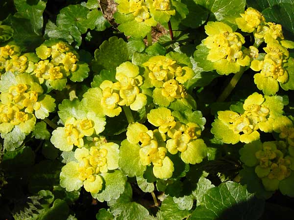 Chrysosplenium alternifolium / Alternate-Leaved Golden-Saxifrage, D Hassenbach 27.3.2014