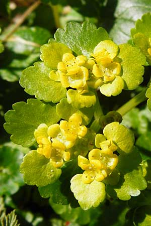 Chrysosplenium alternifolium \ Wechselblättriges Milzkraut, Gold-Milzkraut / Alternate-Leaved Golden-Saxifrage, D Hassenbach 27.3.2014