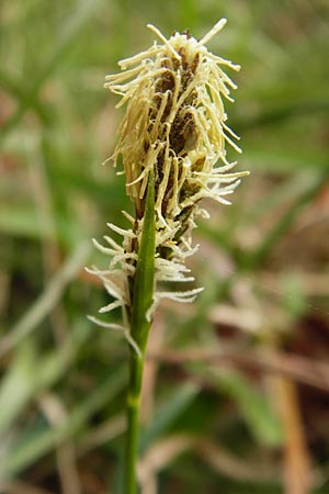 Carex caryophyllea, Spring Sedge