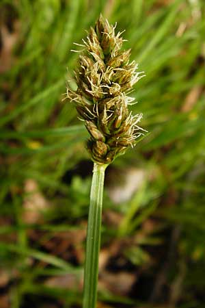 Carex vulpina \ Fuchs-Segge / True Fox Sedge, D Lorsch 7.4.2014