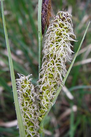 Carex acutiformis \ Sumpf-Segge / Lesser Pond Sedge, D Mannheim 29.4.2014