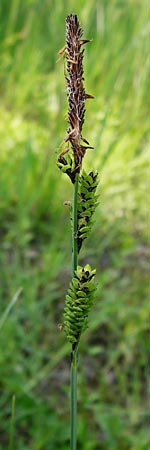 Carex acutiformis \ Sumpf-Segge / Lesser Pond Sedge, D Mannheim 29.4.2014