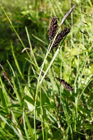 Carex flacca \ Blaugrüne Segge, D Langgöns 17.5.2014