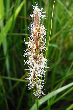 Carex vulpina \ Fuchs-Segge / True Fox Sedge, D Pfalz, Bellheim 21.5.2014