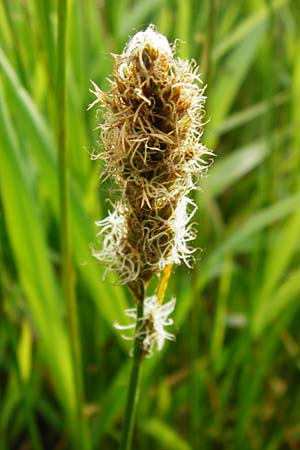 Carex vulpina \ Fuchs-Segge, D Pfalz, Bellheim 21.5.2014