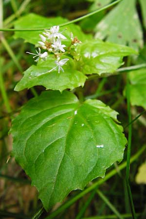 Circaea alpina \ Alpen-Hexenkraut / Alpine Enchanter's Nightshade, Small Enchanter's Nightshade, D Odenwald, Fischbachtal-Steinau 25.6.2014