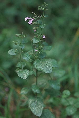 Clinopodium menthifolium subsp. menthifolium \ Wald-Bergminze / Wood Calamint, D Hohensachsen 14.9.2007