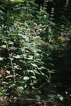 Clinopodium menthifolium subsp. menthifolium / Wood Calamint, D Schriesheim 15.9.2007