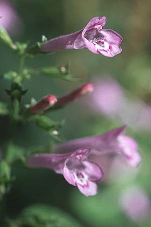 Clinopodium menthifolium subsp. menthifolium / Wood Calamint, D Schriesheim 15.9.2007