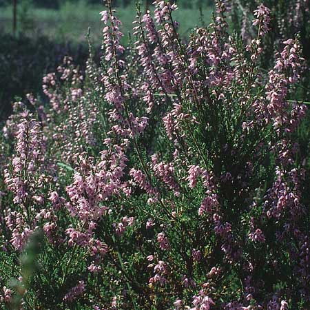 Calluna vulgaris \ Heidekraut, Besen-Heide, D Allgäu, Bad Waldsee 27.8.1991