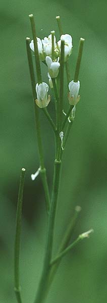 Cardamine hirsuta \ Vielstngeliges Schaumkraut, Behaartes Schaumkraut, D Bensheim 29.4.2006