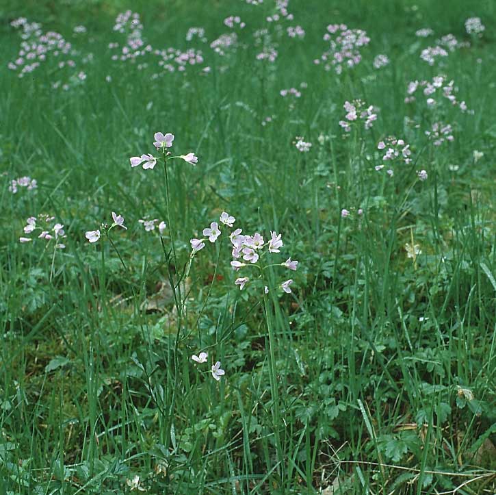 Cardamine pratensis agg. / Cuckooflower, D Sulzburg 24.4.1994