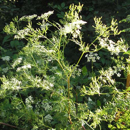 Chaerophyllum bulbosum \ Rben-Klberkropf, Knollenkerbel / Turip-Rooted Chervil, D Hemsbach 6.7.2007