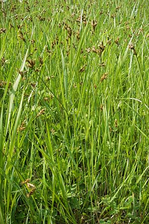 Carex praecox / Vernal Sedge, D Lampertheim 3.5.2009