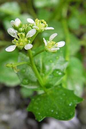 Cochlearia bavarica \ Bayerisches Lffelkraut / Bavarian Scurvy-Grass, D Memmingen 22.5.2009