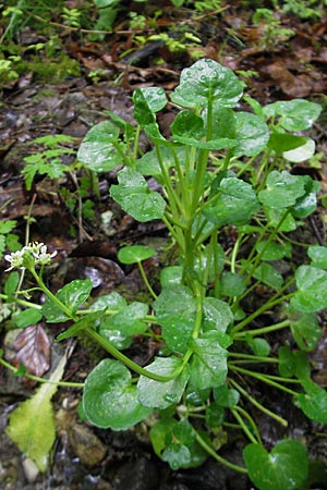 Cochlearia bavarica \ Bayerisches Lffelkraut / Bavarian Scurvy-Grass, D Memmingen 22.5.2009