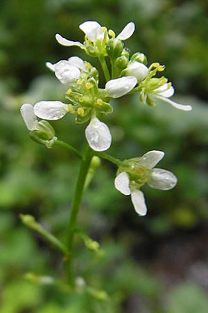 Cochlearia bavarica \ Bayerisches Lffelkraut / Bavarian Scurvy-Grass, D Memmingen 22.5.2009