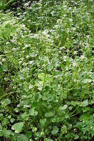 Cochlearia bavarica \ Bayerisches Lffelkraut / Bavarian Scurvy-Grass, D Memmingen 22.5.2009