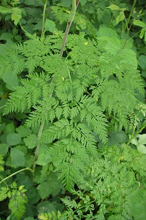 Chaerophyllum bulbosum \ Rben-Klberkropf, Knollenkerbel / Turip-Rooted Chervil, D Groß-Gerau 20.6.2009