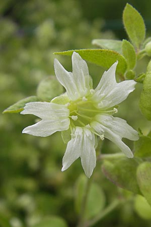 Silene baccifera \ Hhnerbiss, Taubenkropf, D Botan. Gar.  Universit.  Mainz 11.7.2009