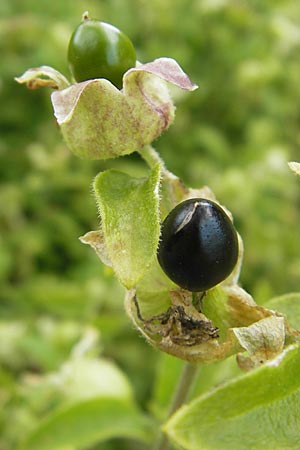 Silene baccifera \ Hhnerbiss, Taubenkropf, D Botan. Gar.  Universit.  Mainz 11.7.2009